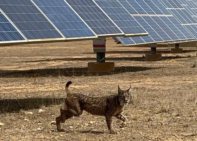 La Energía Solar, un Refugio para Especies Amenazadas